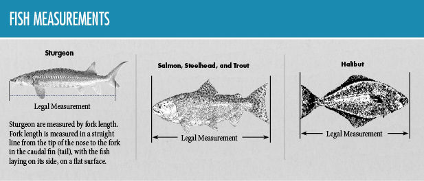 Fish measurements