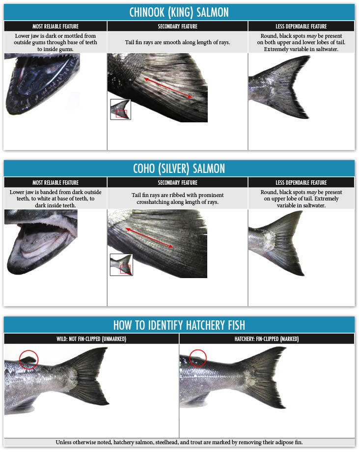 Chinook and Coho Salmon Identification
