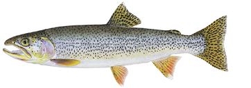 Coastal Cutthroat Trout