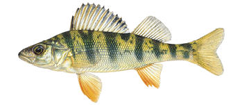 Yellow Perch