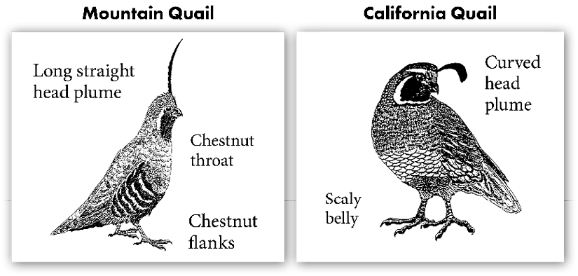Mountain Quail and California Quail Characteristics for Identification Purposes