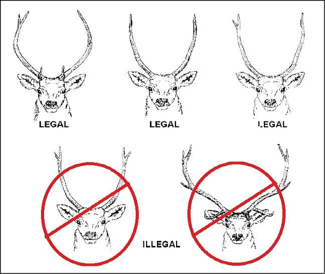 Illustration showing the differences between legal and illegal spiked elk.