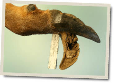 Image of Elk Hoof Disease