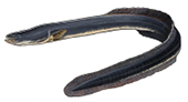 American eel (Anguilla rostrata), a long snake-like freshwater fish species found in Rhode Island waters.