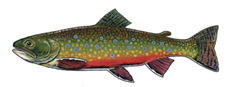 Illustration of a brook trout (Salvelinus fontinalis) showing its colorful spots, red belly, and white-edged fins.