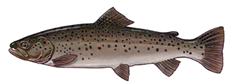 Illustration of a brown trout (Salmo trutta) showing its golden-brown body with dark and red spots.