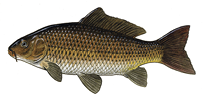 Illustration of a common carp (Cyprinus carpio) showing its large scales, deep body, and barbels near the mouth.