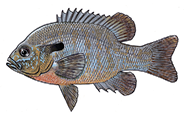 Illustration of a redbreast sunfish (Lepomis auritus) showing its deep body, long ear flap, and orange belly.