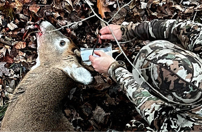 Deer Hunter Attaching Tag to Deer
