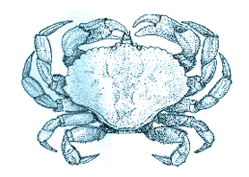 Illustration of an Atlantic rock crab with a broad, oval-shaped shell and strong, jagged-edged claws.