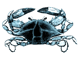 Illustration of a blue crab with a wide, flat shell, spiny front claws, and paddle-shaped rear legs adapted for swimming.