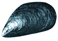 Illustration of a blue mussel with a smooth, dark blue to black elongated shell.