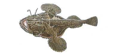 Illustration of an American goosefish, also known as monkfish, with a broad, flat head, large mouth, fringed fins, and a lure-like appendage used to attract prey.