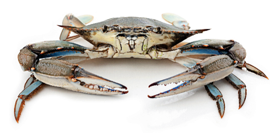 Front view of a blue crab with claws raised, displaying its blue-tinted legs and shell, commonly found in Atlantic coastal waters.