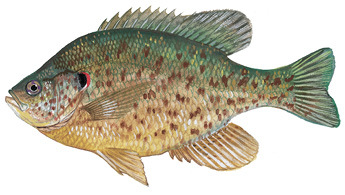redear sunfish