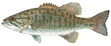 smallmouth bass