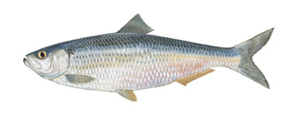 blueback herring