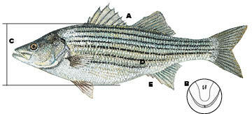 Striped Bass identifying features.