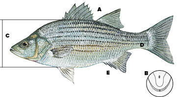 White Bass identifying features.