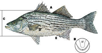 Hybrid Bass identifying features.