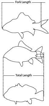 Illustration showing how to measure the fork length and total length of a fish.