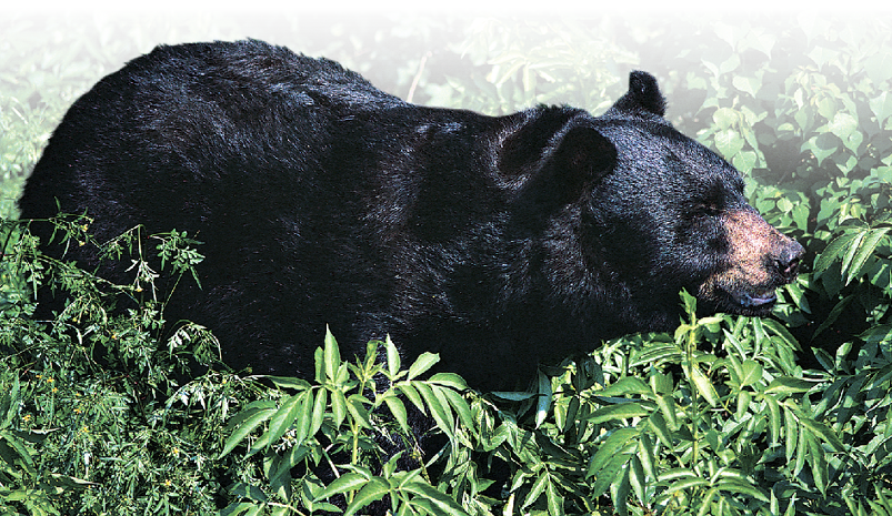 Black Bear in South Carolina