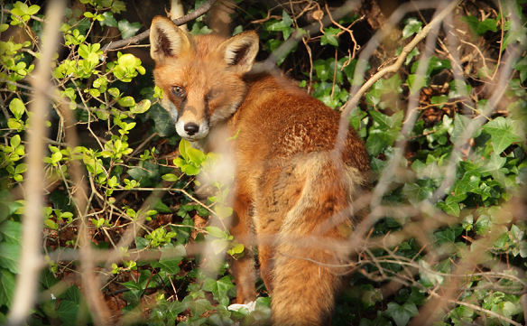 Red fox in South Carolina