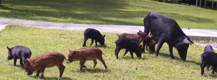 Feral hogs in South Carolina, hunting on Wildlife Management Areas is permitted during any open season unless restricted by specific Wildlife Management Area regulations.