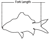 Illustration showing how to measure the fork length and total length of a fish.
