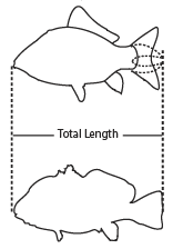 Illustration showing how to measure the fork length and total length of a fish.