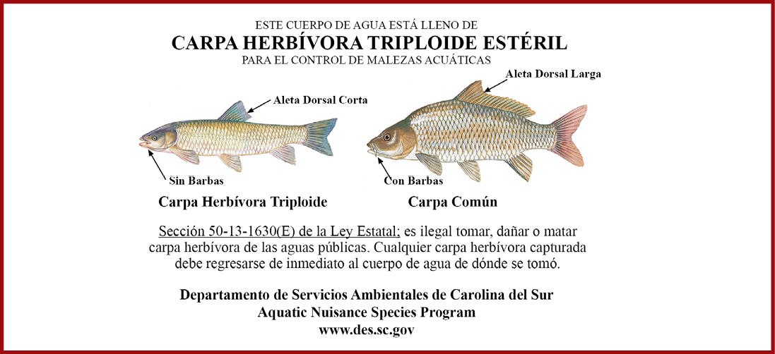 Ilustración comparativa entre la carpa herbívora triploide y la carpa común. La carpa triploide no tiene barbas y tiene una aleta dorsal corta, mientras que la carpa común tiene barbas y una aleta dorsal larga. La imagen indica que es ilegal dañar o matar carpas herbívoras en aguas públicas de Carolina del Sur.