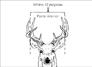 Ilustración de un venado vista de frente que muestra cómo medir la separación interior de las astas. Indica que la distancia mínima entre las puntas internas debe ser de 12 pulgadas.