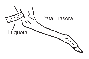 Ilustración que muestra una pata trasera de venado con una etiqueta colocada alrededor, indicando la forma correcta de etiquetar la presa después de la caza.