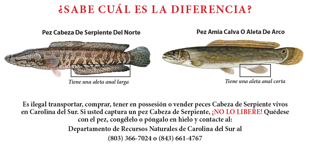 Comparación entre el Pez Cabeza de Serpiente del Norte y el Pez Amia Calva o Aleta de Arco. El pez Cabeza de Serpiente tiene una aleta anal larga, mientras que el Amia Calva tiene una aleta anal corta. La imagen advierte que es ilegal poseer o liberar peces Cabeza de Serpiente en Carolina del Sur.