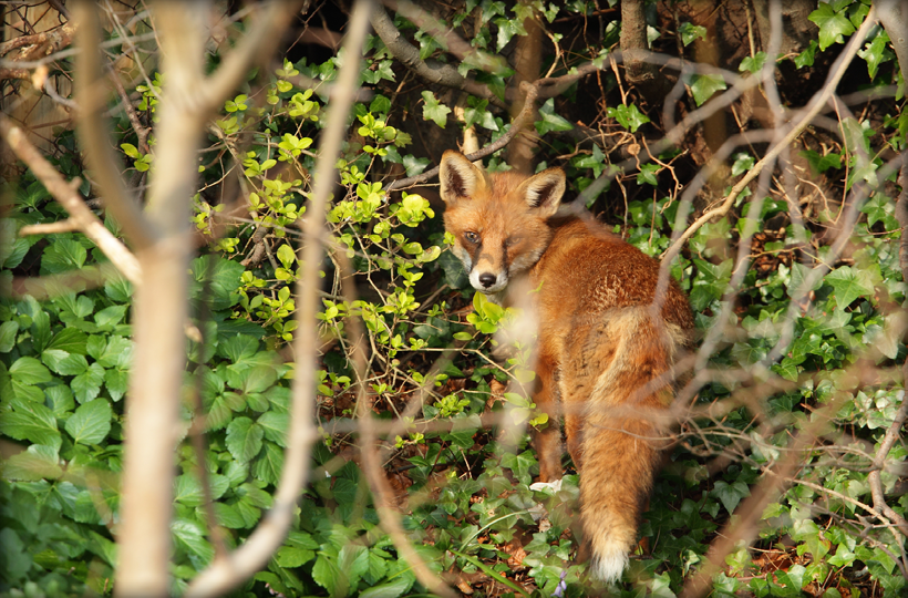 Un zorro de pelaje rojizo se encuentra entre arbustos verdes y ramas en un entorno boscoso, mirando hacia la cámara.