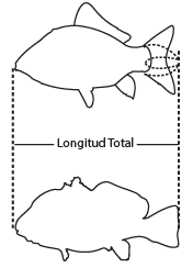 Ilustración que muestra cómo medir correctamente un pez. La longitud total se toma desde la punta del hocico hasta el extremo de la aleta caudal, con la aleta cerrada o presionada.
