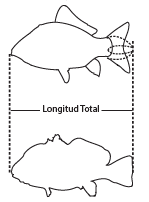 Ilustración que muestra cómo medir la longitud total de un pez, desde la punta del hocico hasta el extremo de la aleta caudal cuando está comprimida.