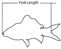 Illustration showing how to measure the fork length and total length of a fish.