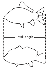 Illustration showing how to measure the fork length and total length of a fish.