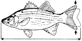 Black and white diagram of a fish showing how to measure total length from the tip of the mouth to the end of the tail fin.