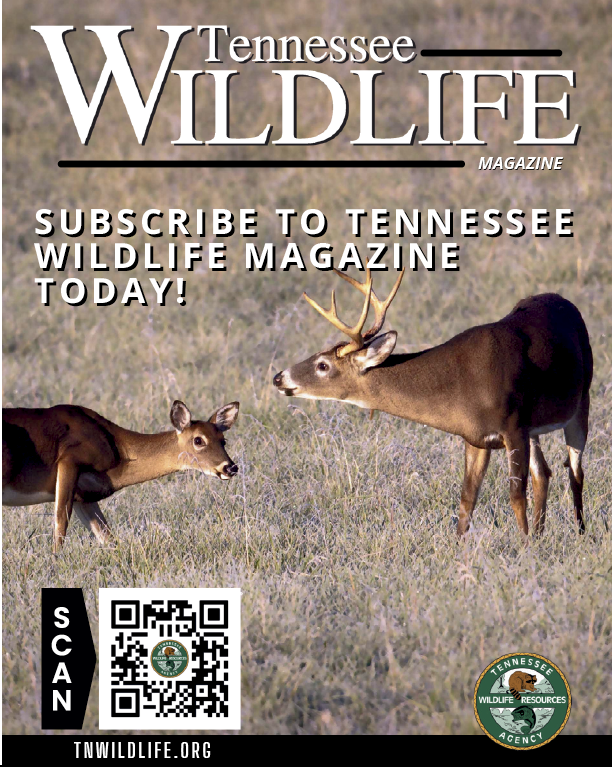 Cover of Tennessee Wildlife Magazine featuring two white-tailed deer in a field, a buck with its head up and a doe with its head down.