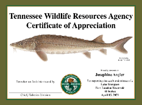 Sturgeon Certificate of Appreciation from Tennessee Wildlife Resources Agency