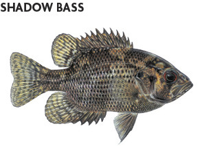 Shadow Bass
