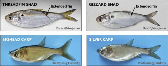 Know the Difference Between Shad and Carp