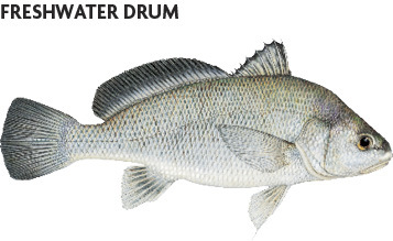 Freshwater Drum