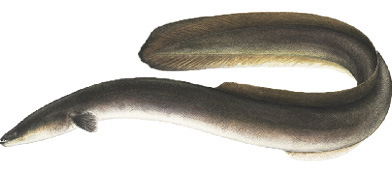 American Eel Illustration
