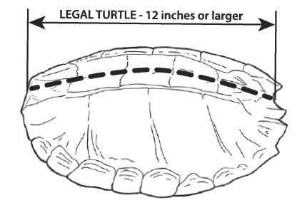 Turtle Measurement Diagram