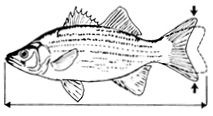 Illustration showing how to correctly measure a fish's length.