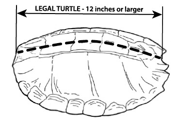 Illustration showing the how to measure legal turtle length.