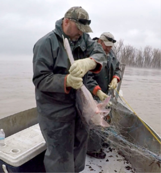 Commercial fishing in Tennessee